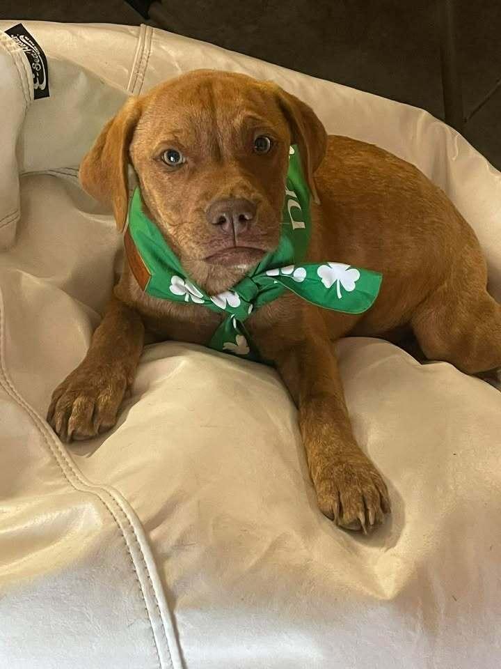 Enlarge Girl Trio - Dixie, a Adoptable mixed breed in Sumter, SC image 6/6