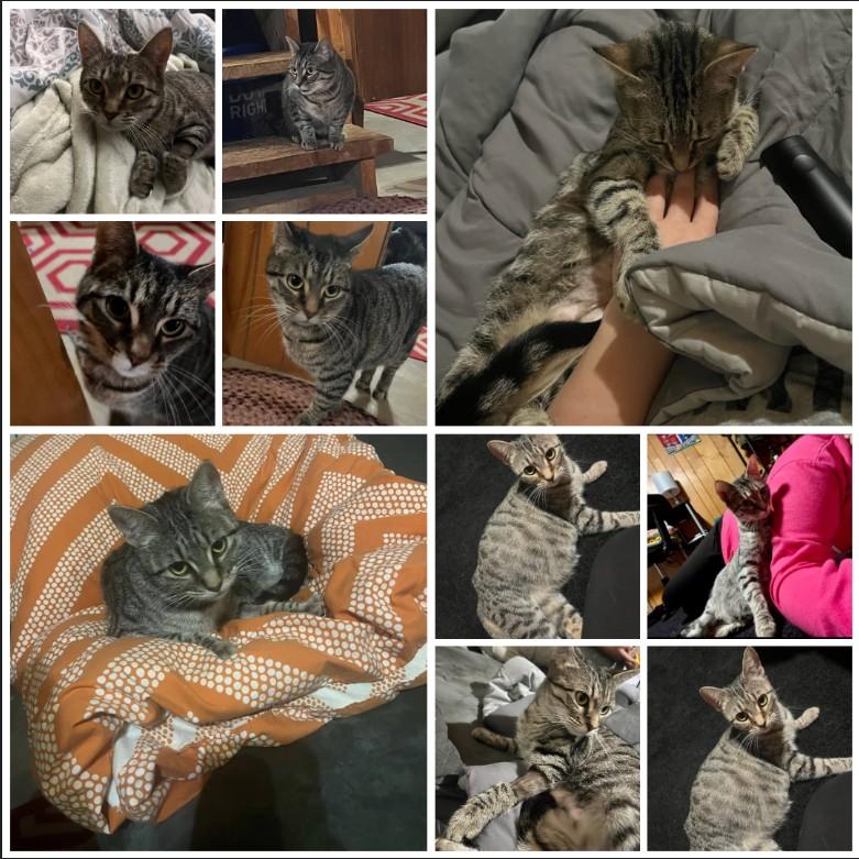 Beauty (MF), a Adoptable Domestic Short Hair in Huddleston, VA image 3/6