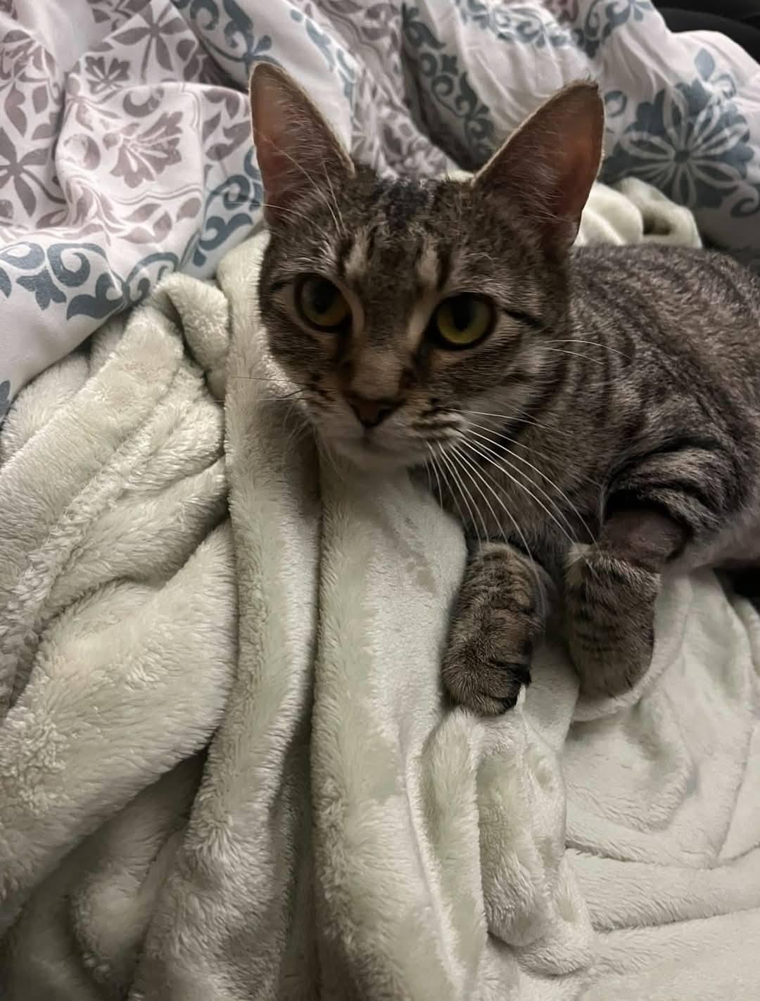 Beauty (MF), a Adoptable Domestic Short Hair in Huddleston, VA image 2/6