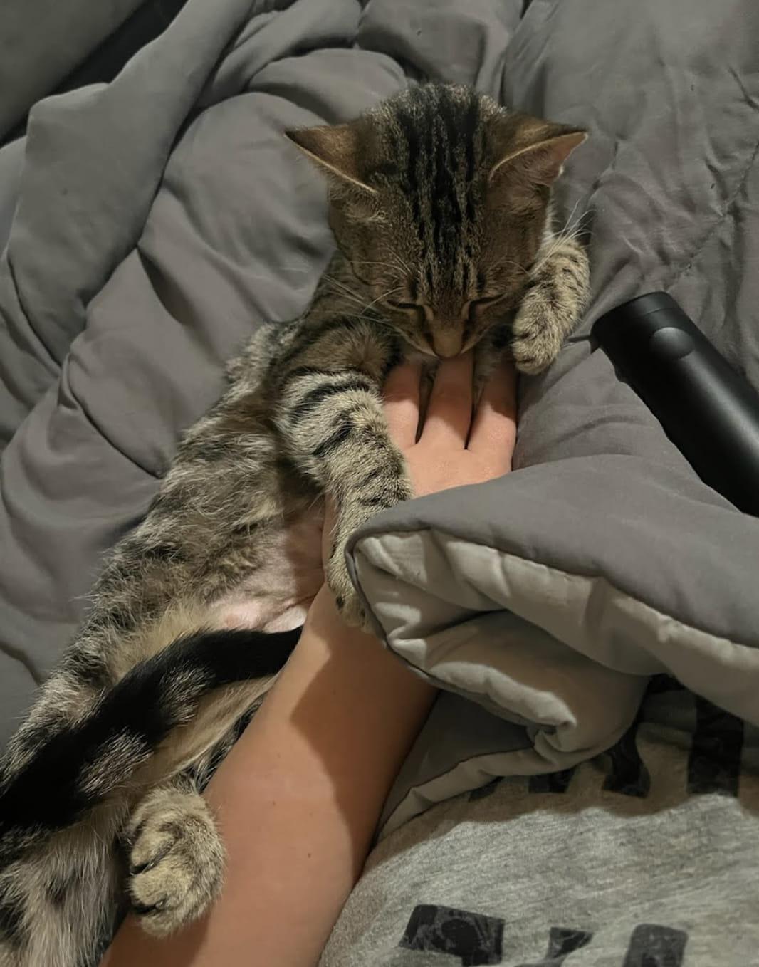 Beauty (MF), a Adoptable Domestic Short Hair in Huddleston, VA image 4/6