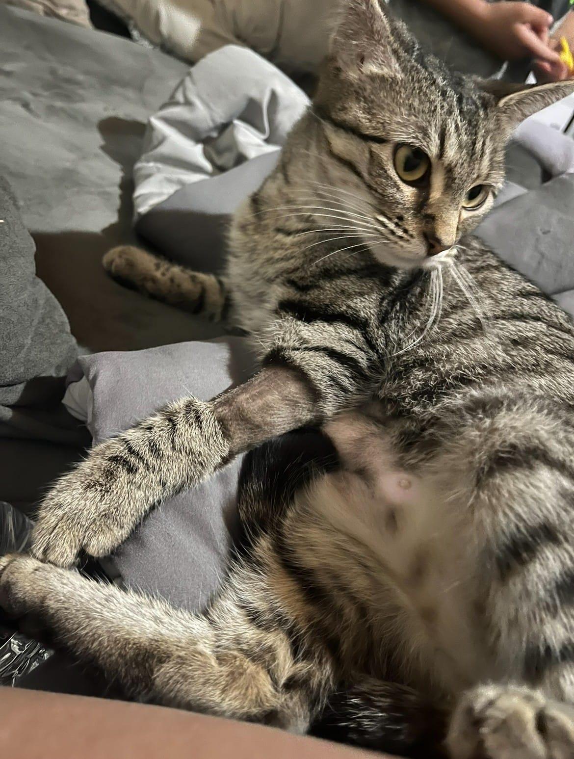 Beauty (MF), a Adoptable Domestic Short Hair in Huddleston, VA image 5/6