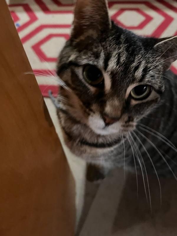 Beauty (MF), Adoptable, Adult Female Domestic Short Hair.