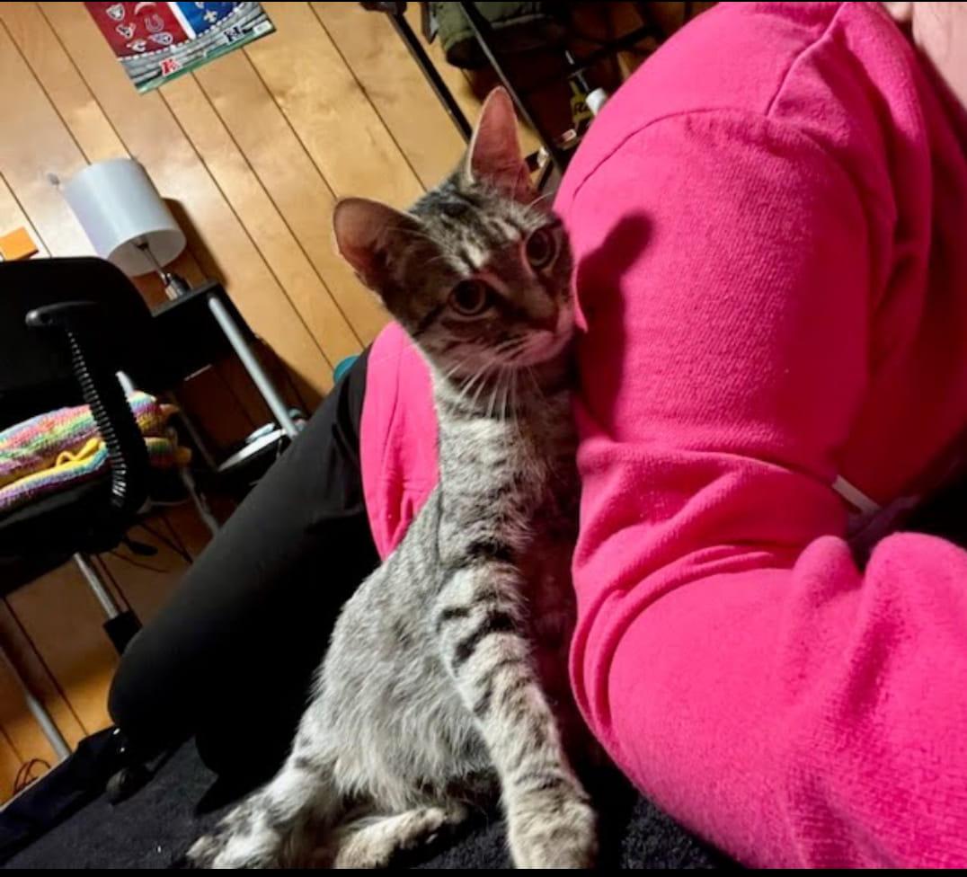 Beauty (MF), a Adoptable Domestic Short Hair in Huddleston, VA image 6/6