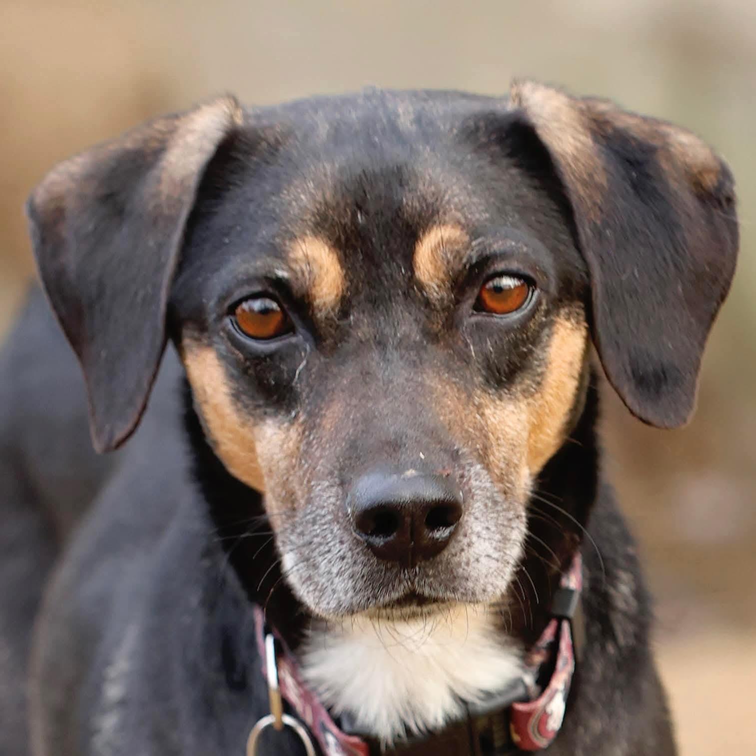 Rudy, ADOPTABLE, Young Male Beagle.