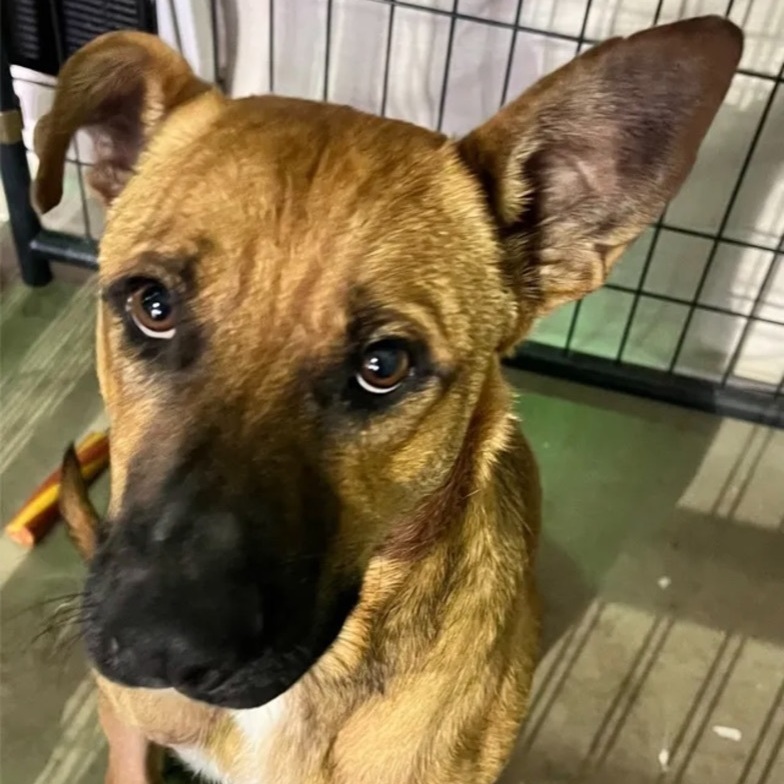 Bandit, an adoptable Shepherd in Canyon, TX, 79015 | Photo Image 2