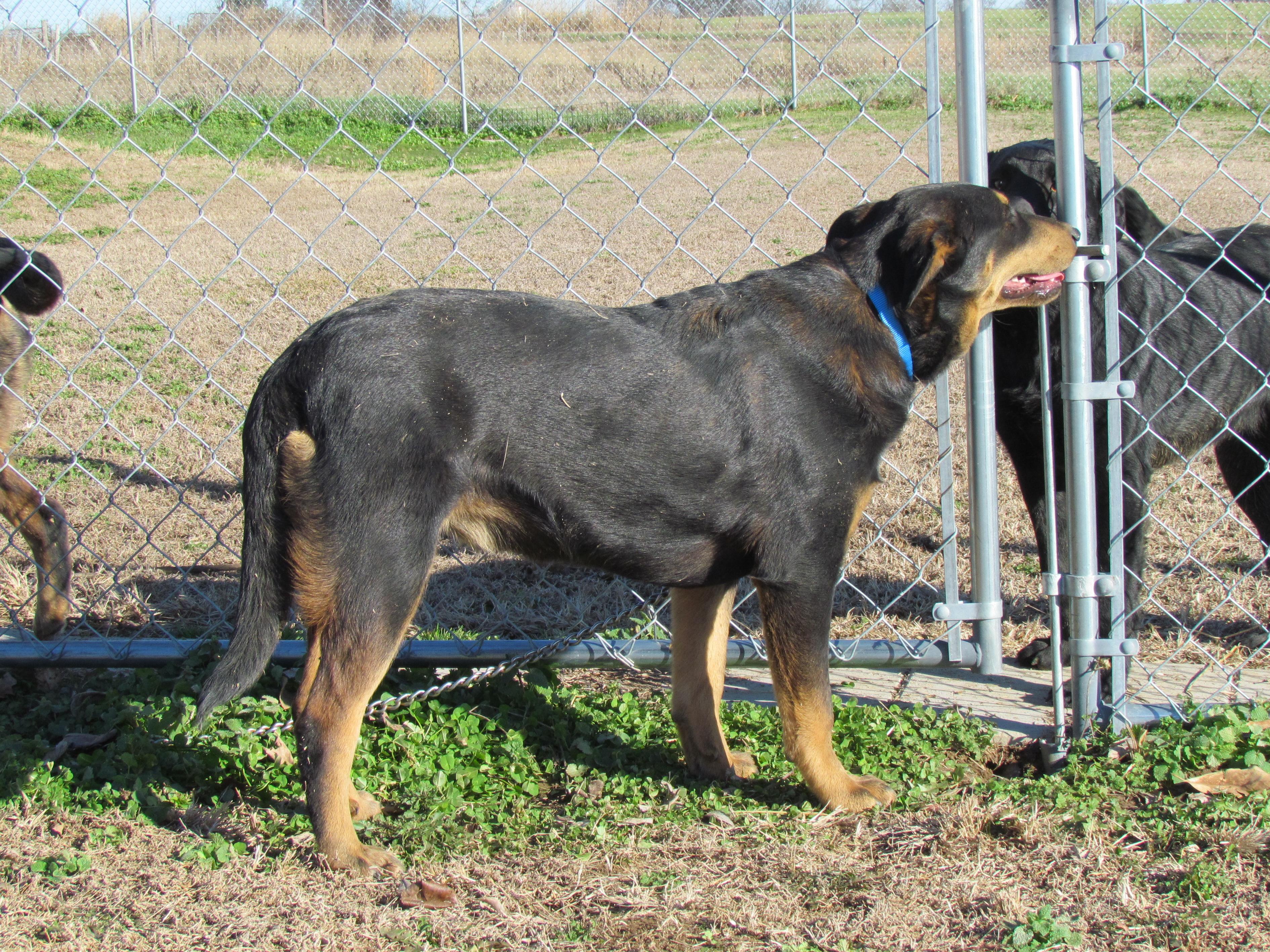Enlarge Zuri - Come Meet Me!, a Adoptable mixed breed in Medfield, MA image 4/4