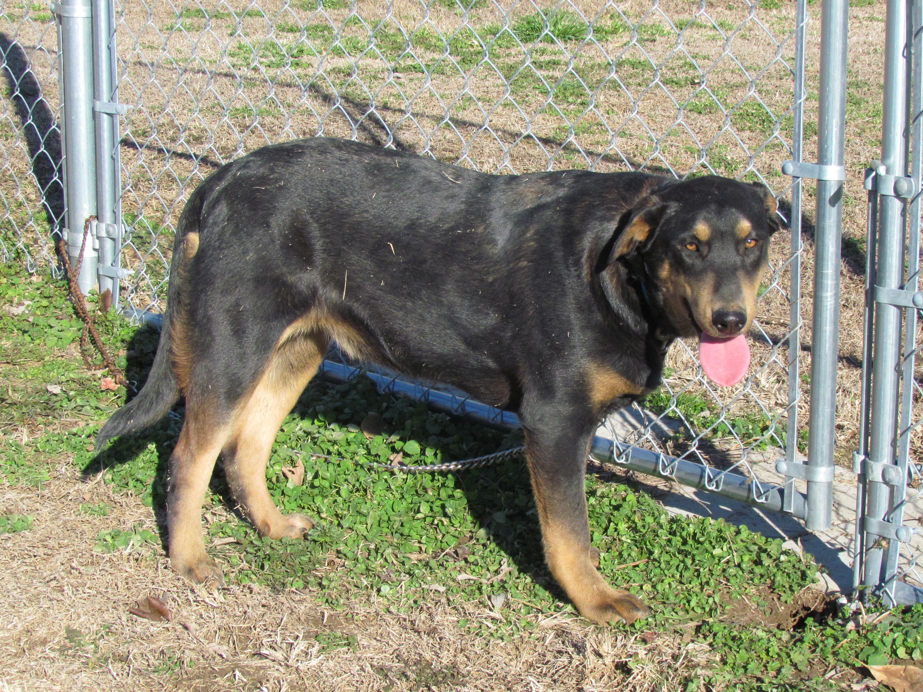 Enlarge Zuri - Come Meet Me!, a Adoptable mixed breed in Medfield, MA image 2/4