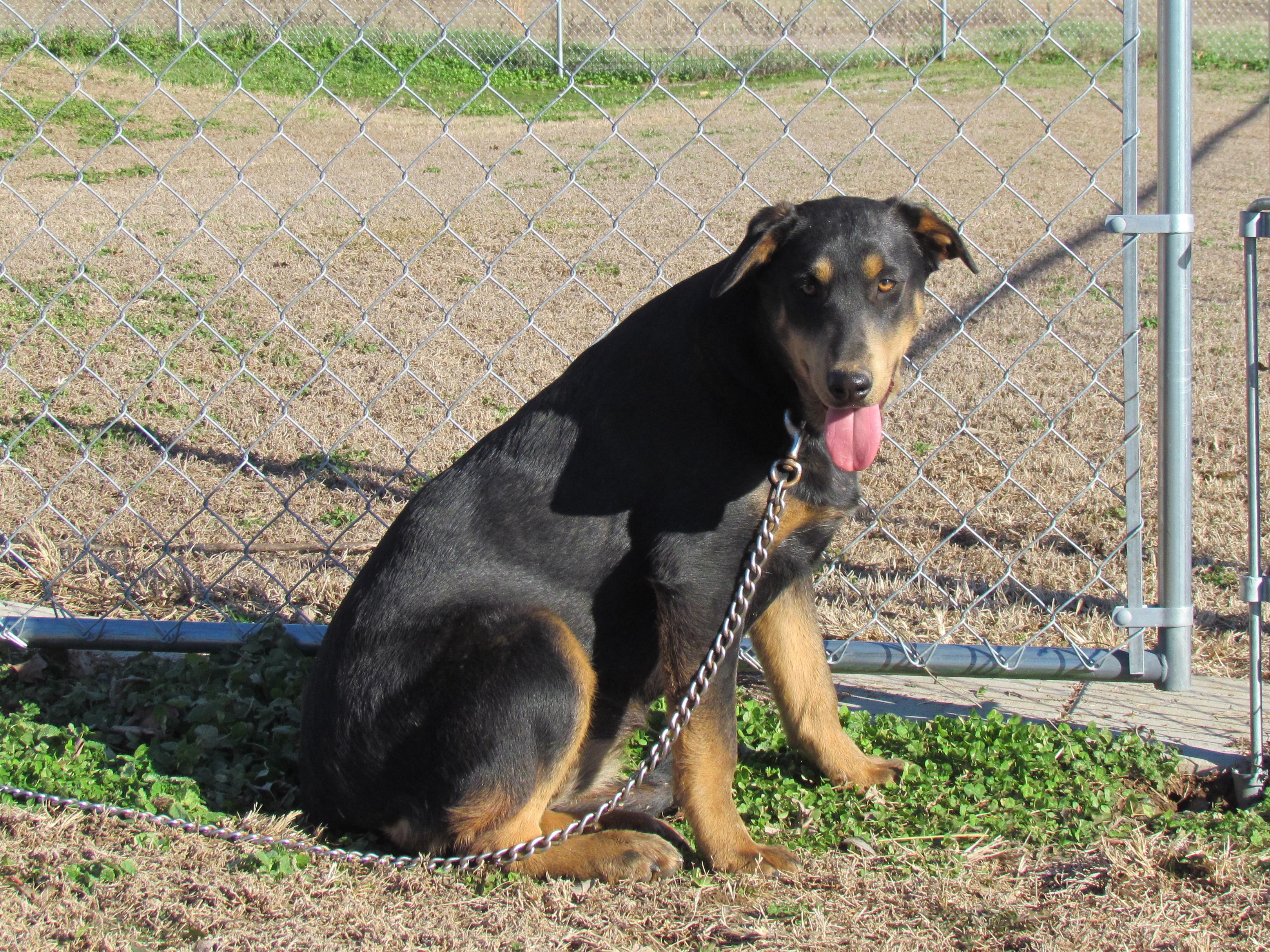 Enlarge Zuri - Come Meet Me!, a Adoptable mixed breed in Medfield, MA image 1/4