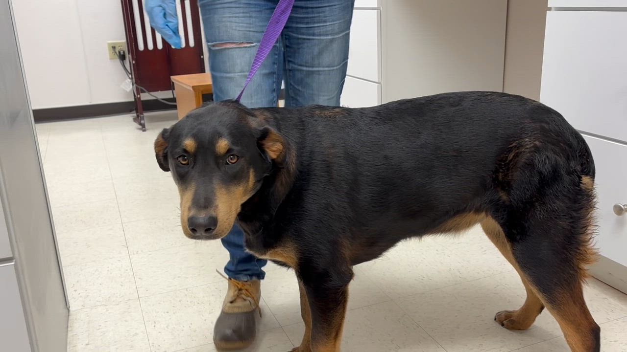 Enlarge Zuri - Come Meet Me!, a Adoptable mixed breed in Medfield, MA video 5/5