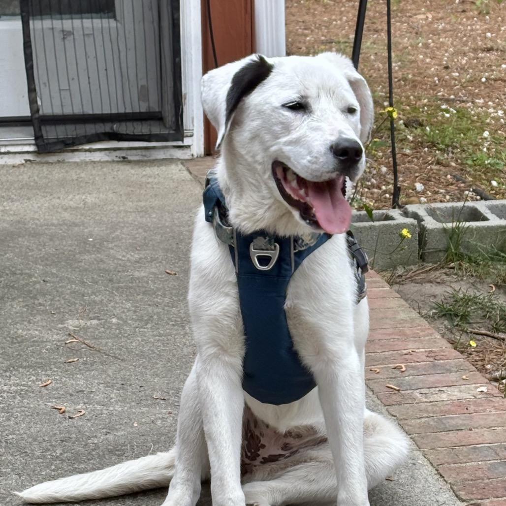 Enlarge Star, a Adoptable Mixed Breed in Aberdeen, NC image 1/6