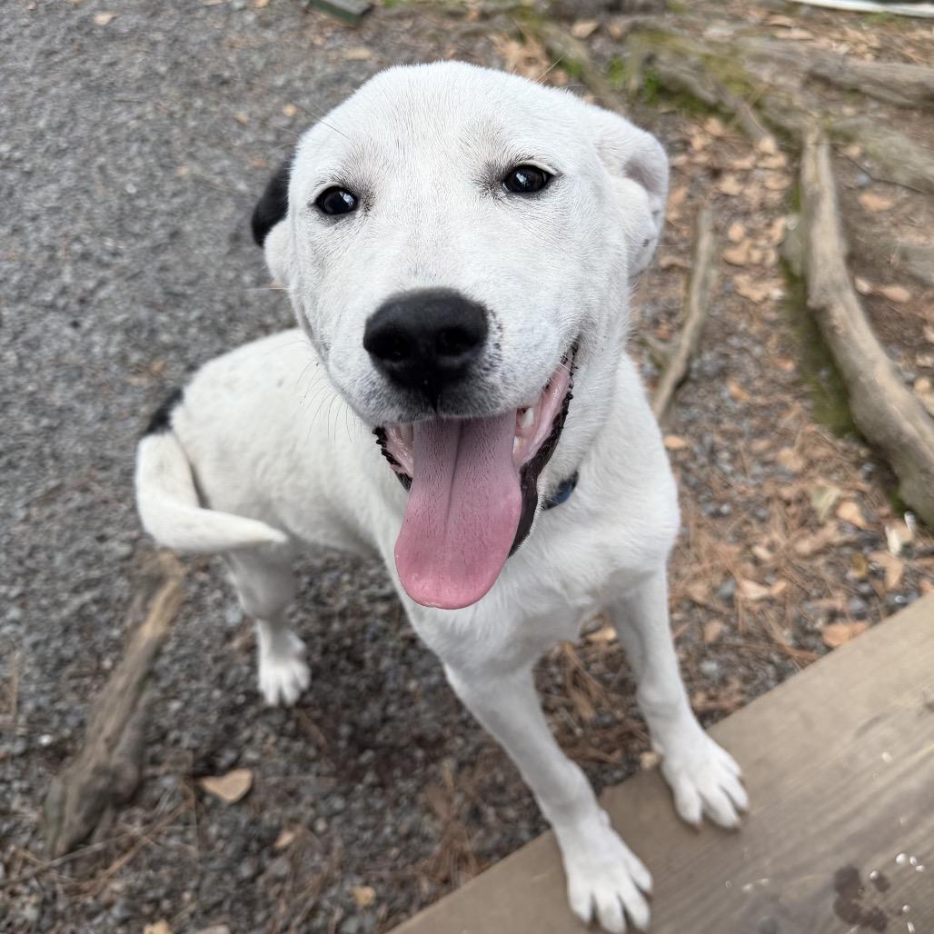 Enlarge Star, a Adoptable Mixed Breed in Aberdeen, NC image 1/6