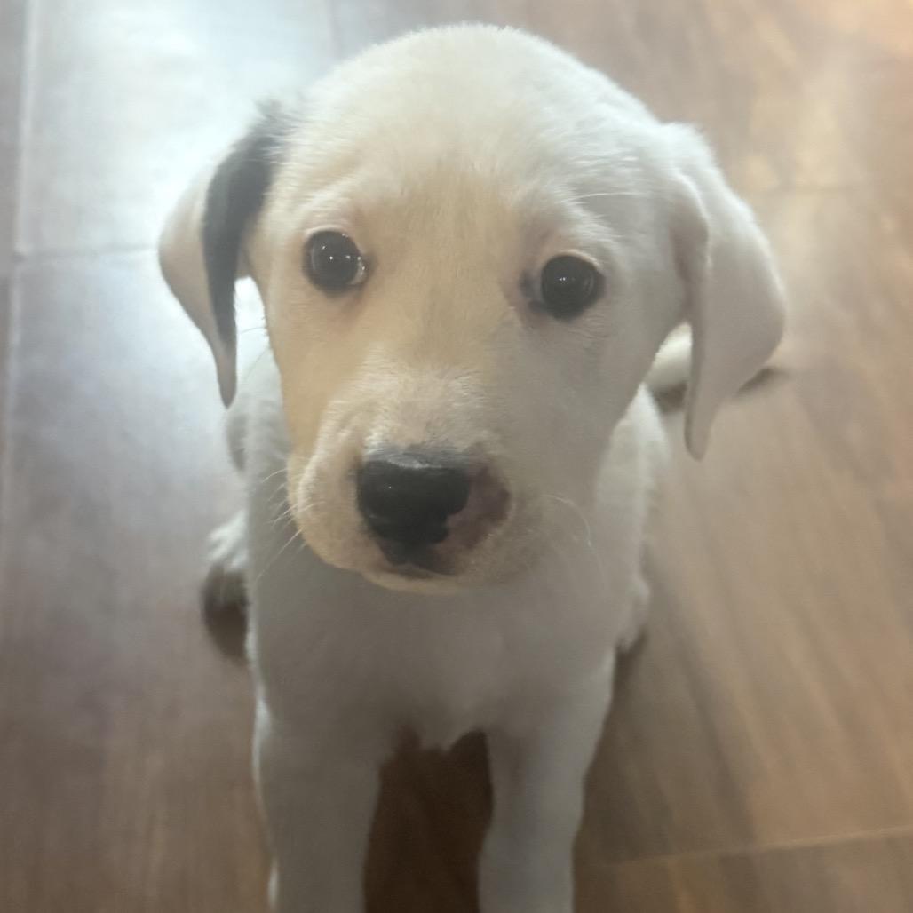 Enlarge Star, a Adoptable Mixed Breed in Aberdeen, NC image 1/1