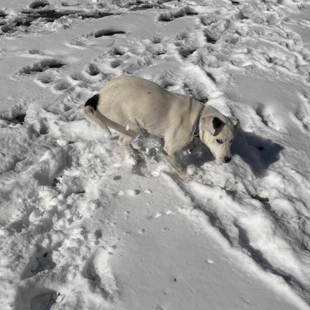Star, a Adoptable Mixed Breed in Aberdeen, NC image 2/6