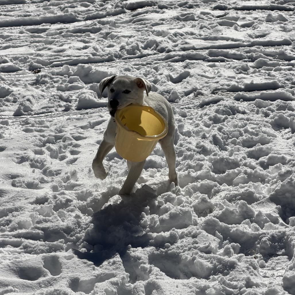 Star, Adoptable, Puppy Female Mixed Breed.