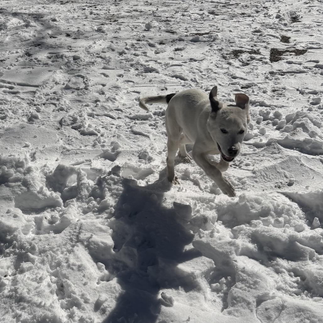 Star, a Adoptable Mixed Breed in Aberdeen, NC image 3/6