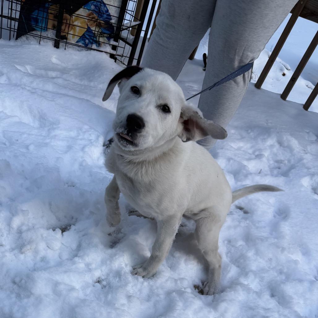 Star, a Adoptable Mixed Breed in Aberdeen, NC image 4/6
