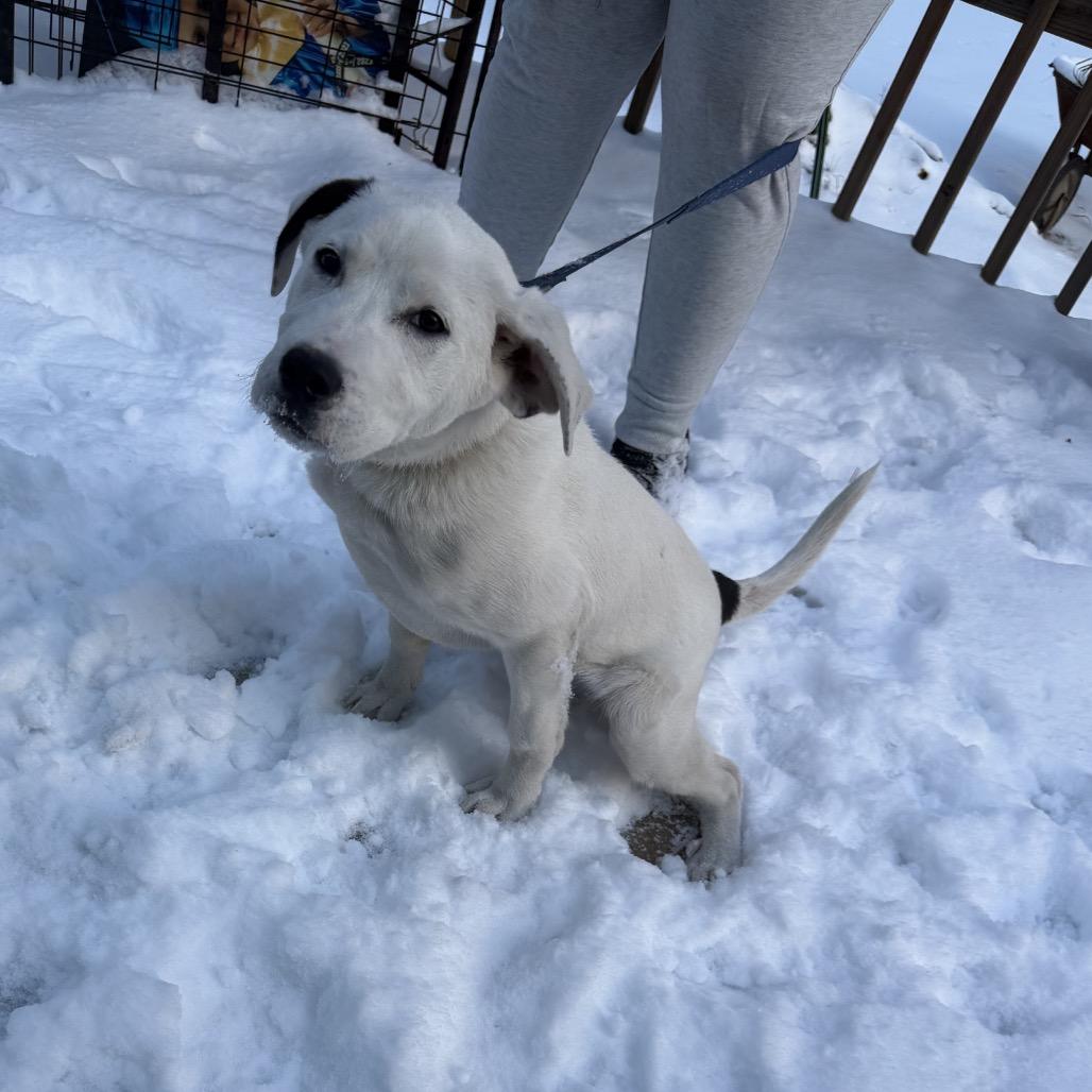Star, a Adoptable Mixed Breed in Aberdeen, NC image 5/6
