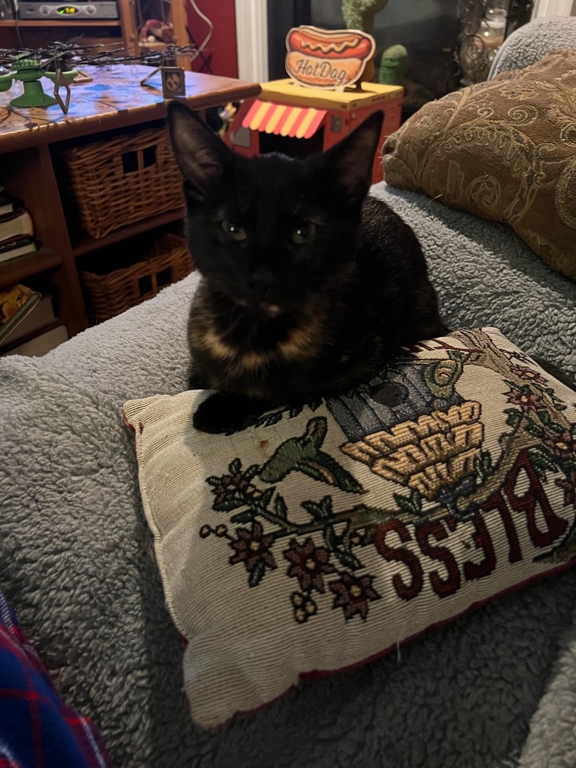 Sally, a Adoptable Domestic Short Hair in Media, PA image 1/9