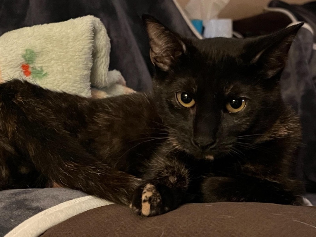 Sally, a Adoptable Domestic Short Hair in Media, PA image 2/9