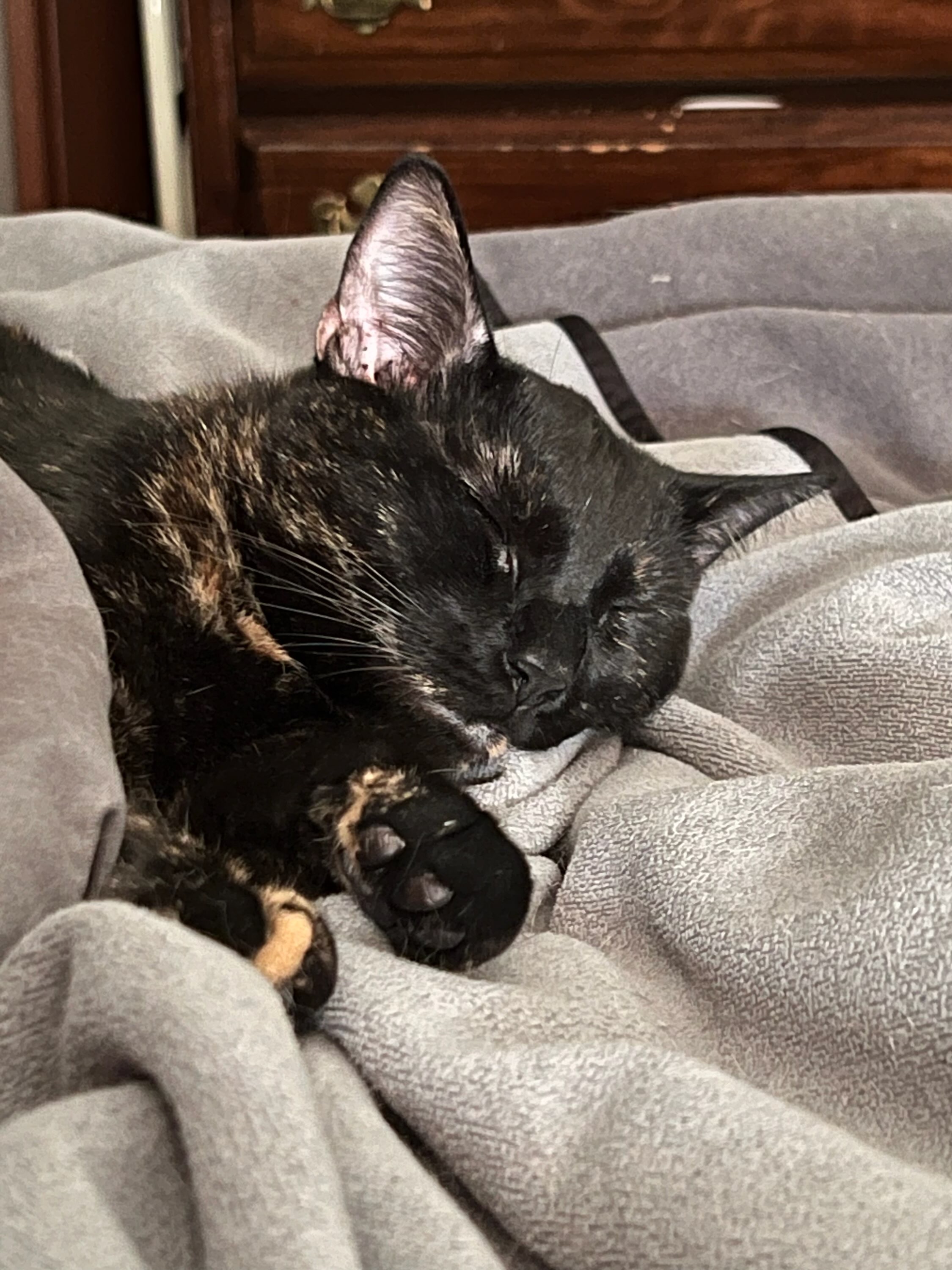 Enlarge Sally, a Adoptable Domestic Short Hair in Media, PA image 7/9