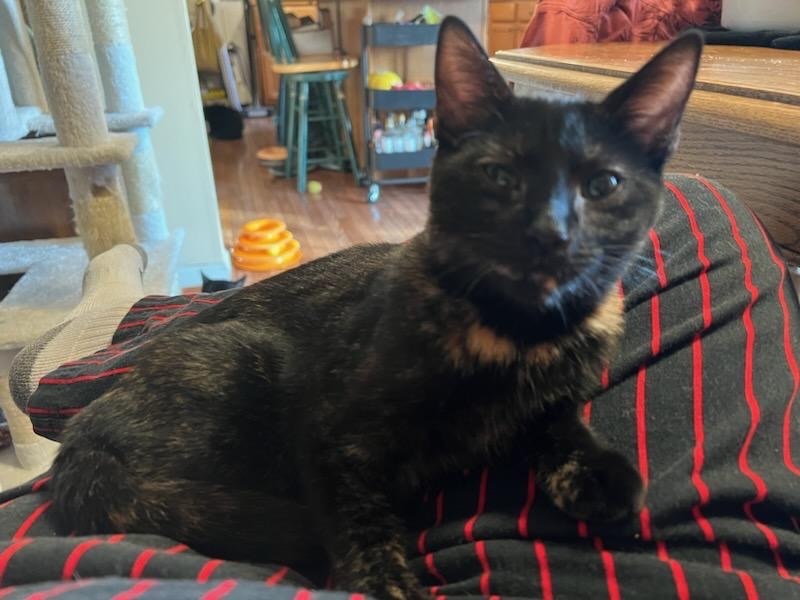 Sally, a Adoptable Domestic Short Hair in Media, PA image 3/9