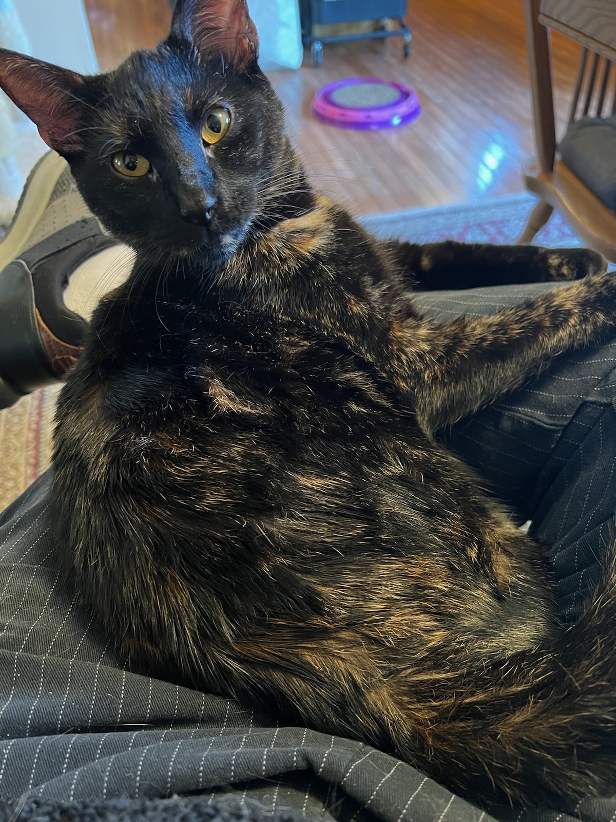 Enlarge Sally, a Adoptable Domestic Short Hair in Media, PA image 8/9