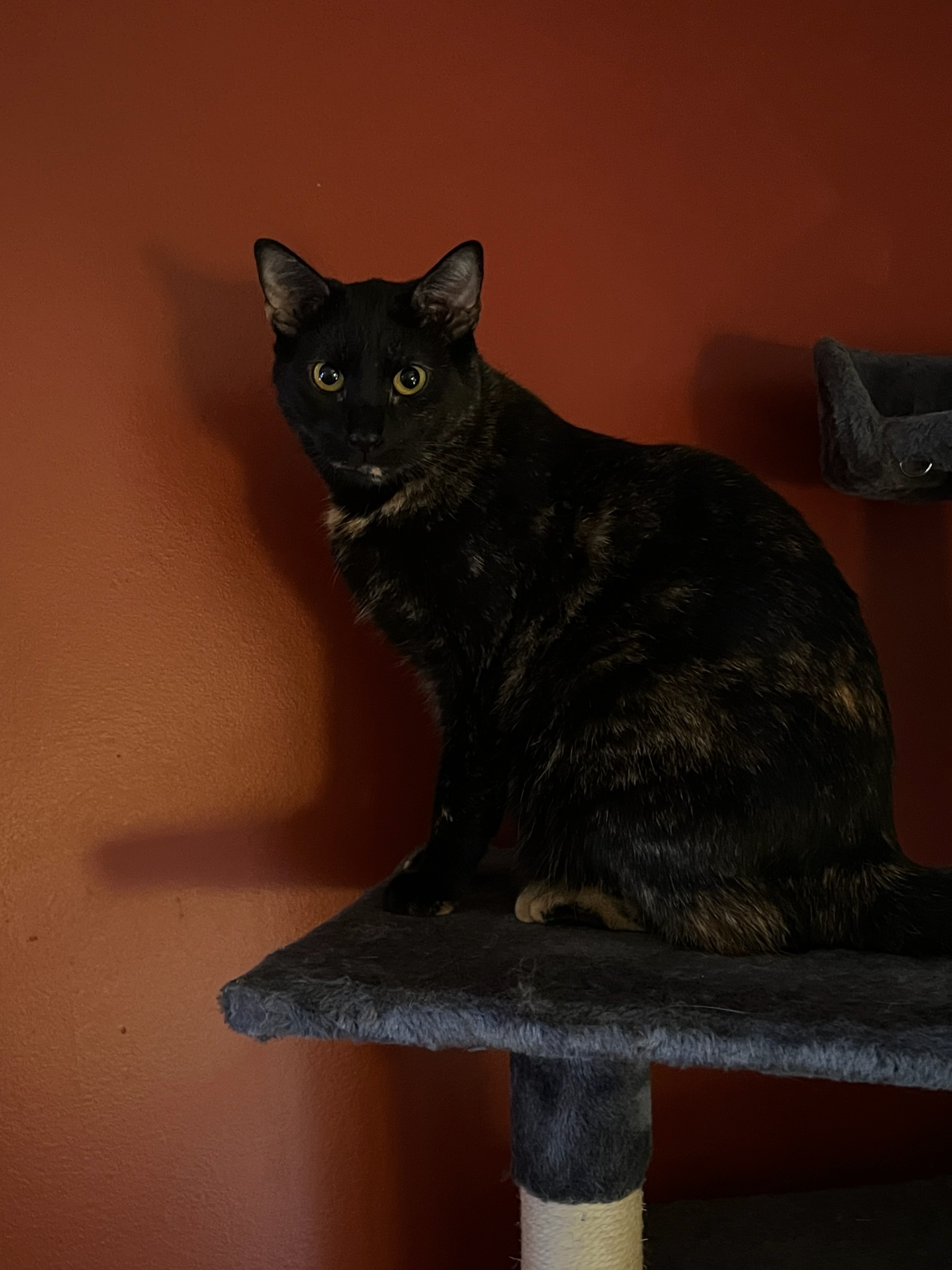 Enlarge Sally, a Adoptable Domestic Short Hair in Media, PA image 9/9