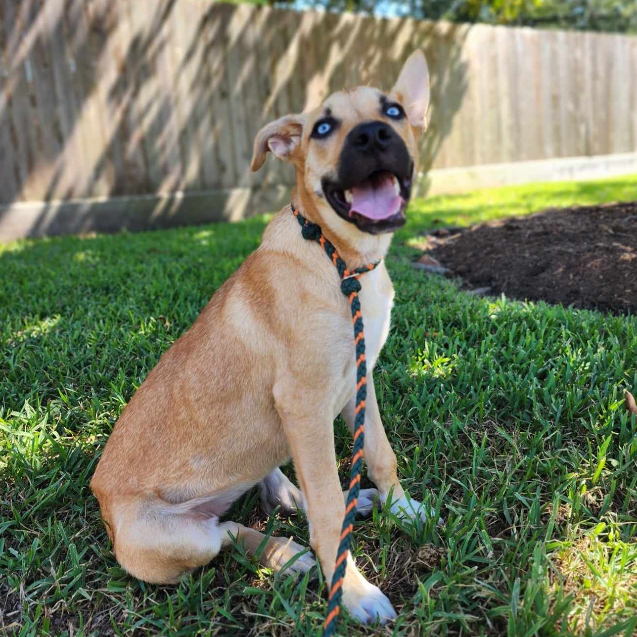 Glacia Storm, a Adopted mixed breed in Houston, TX image 5/6