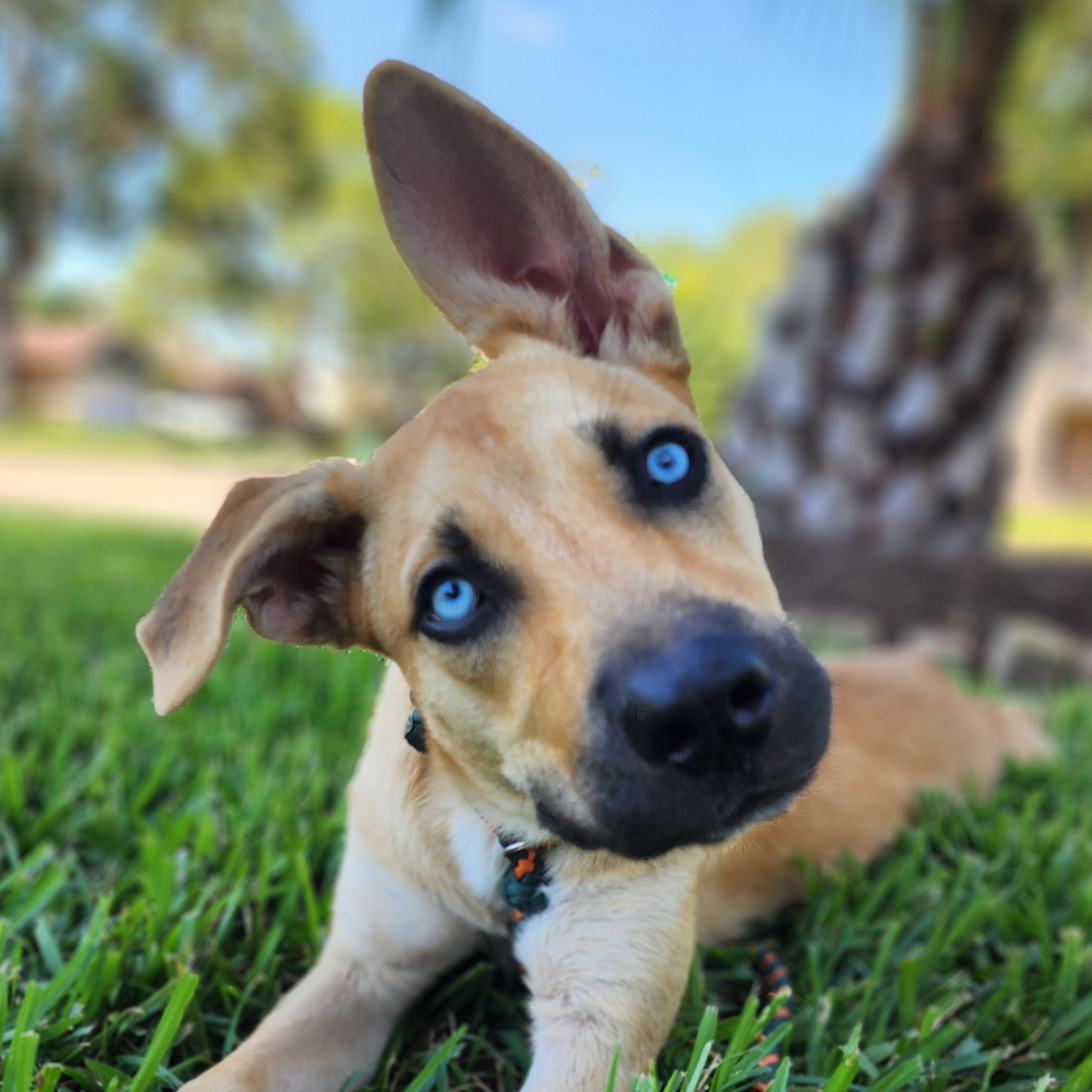 Glacia Storm, Adopted, Young Female Shepherd & Black Mouth Cur.