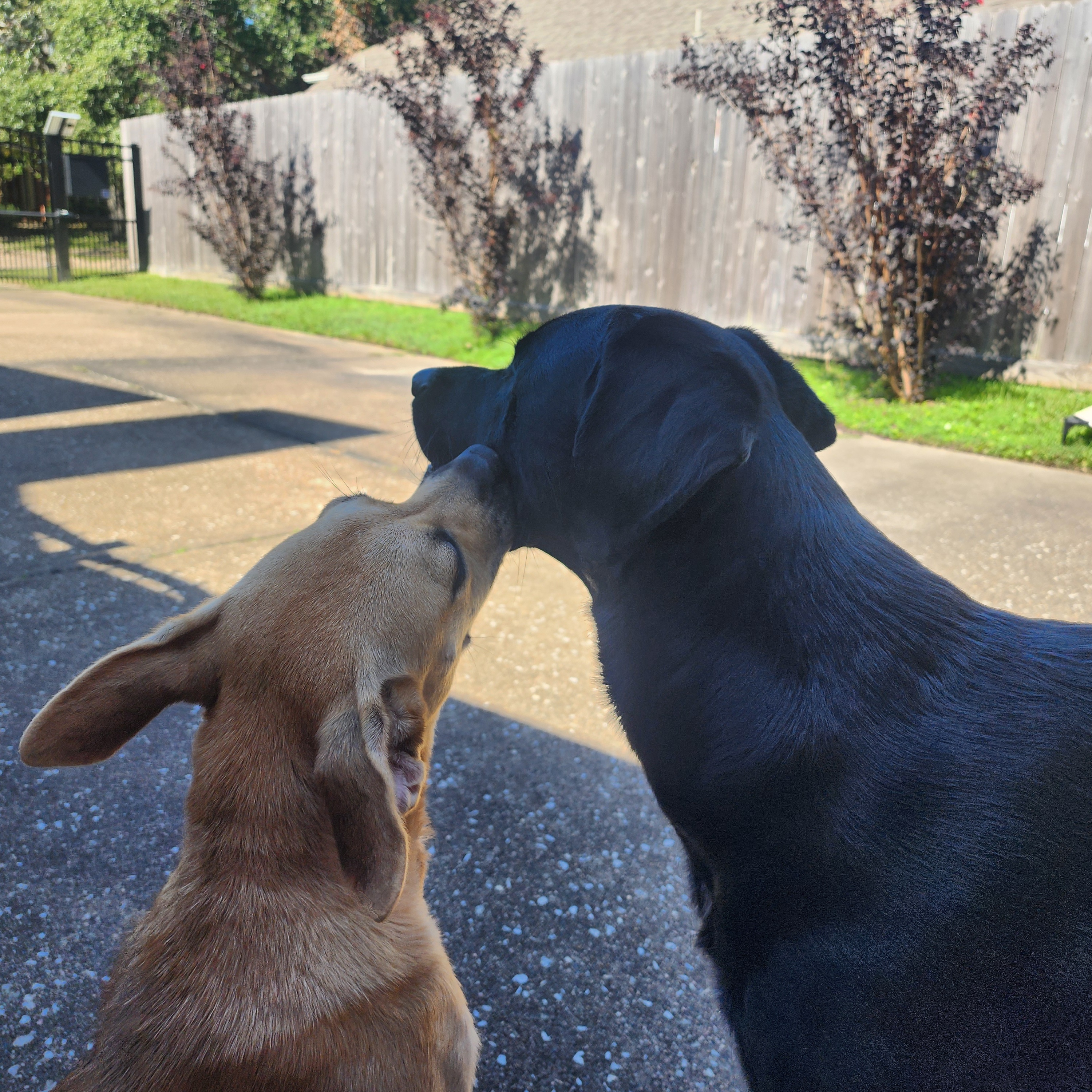 Glacia Storm, a Adopted mixed breed in Houston, TX image 6/6