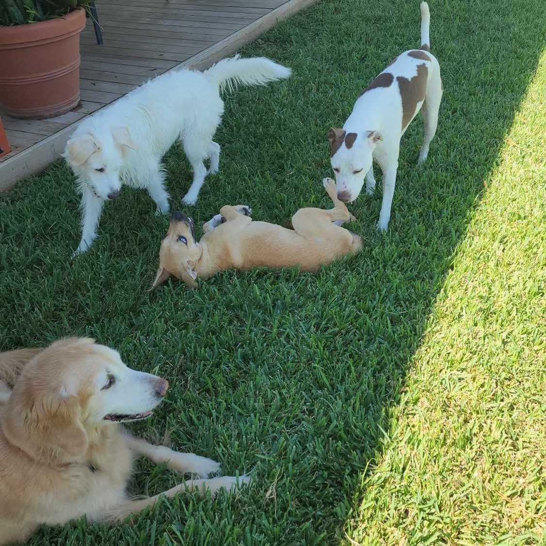 Glacia Storm, a Adopted mixed breed in Houston, TX image 2/6