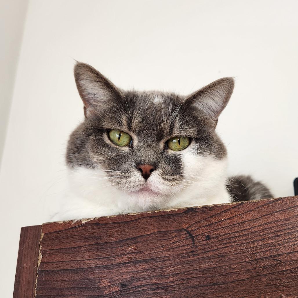 Penny Lane, Adoptable, Adult Female Domestic Short Hair.