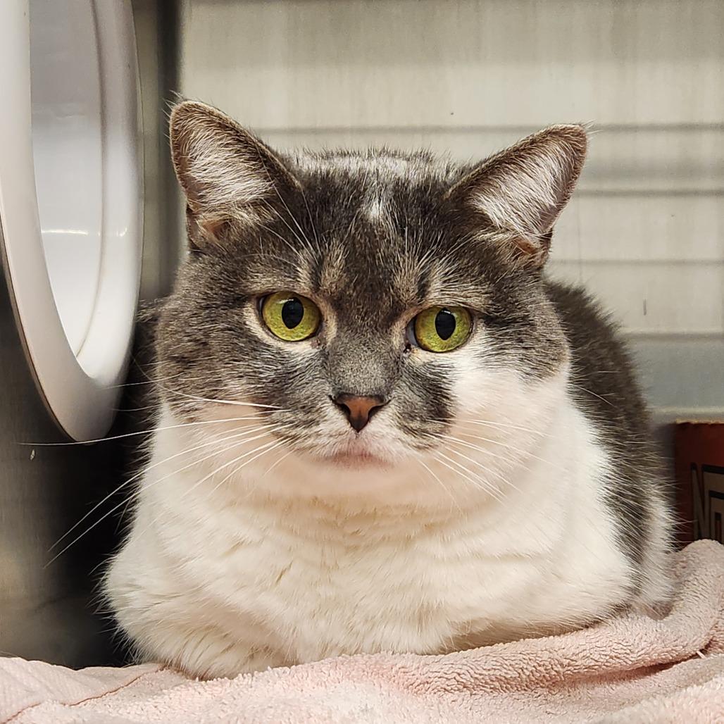 Enlarge Penny Lane, a Adoptable Domestic Short Hair in Delaware, OH image 2/2