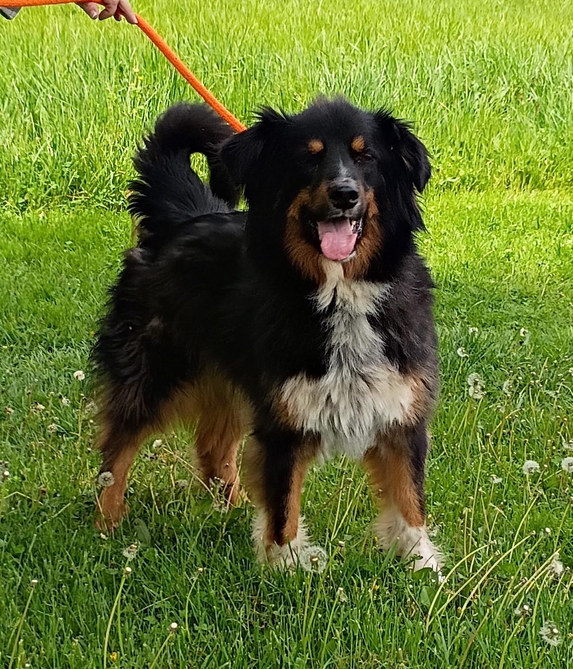 Art, ADOPTABLE, Adult Male Australian Shepherd.