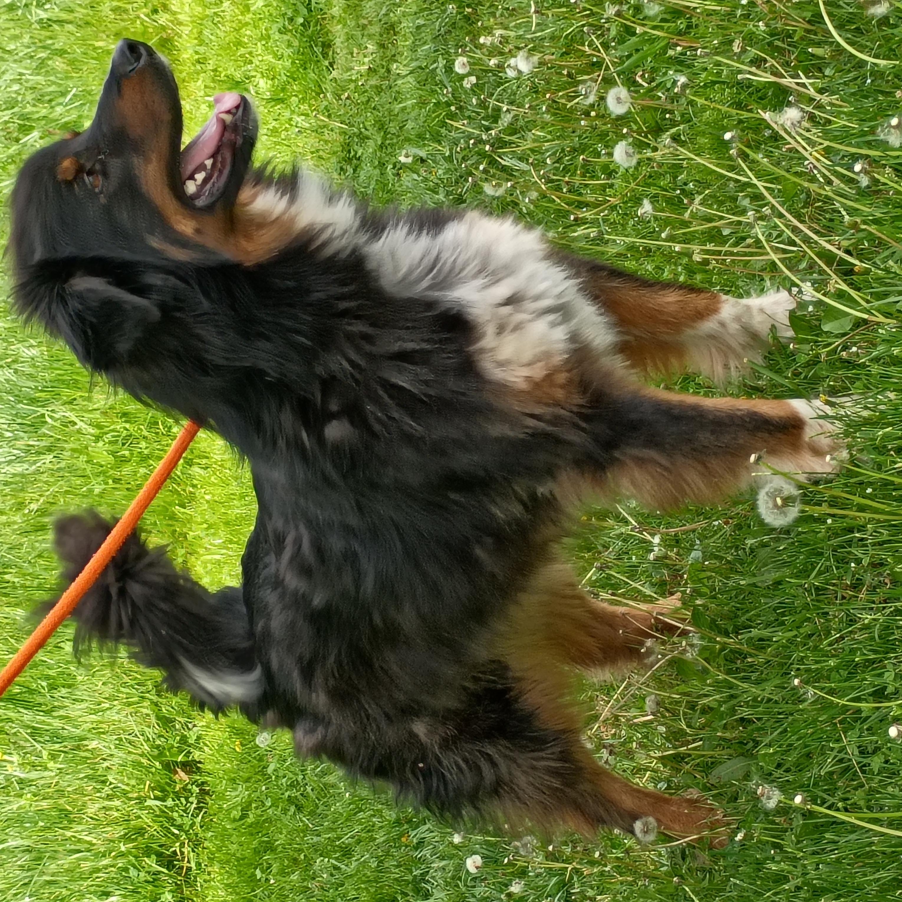 Enlarge Art, a ADOPTABLE mixed breed in Maynardville, TN image 2/2