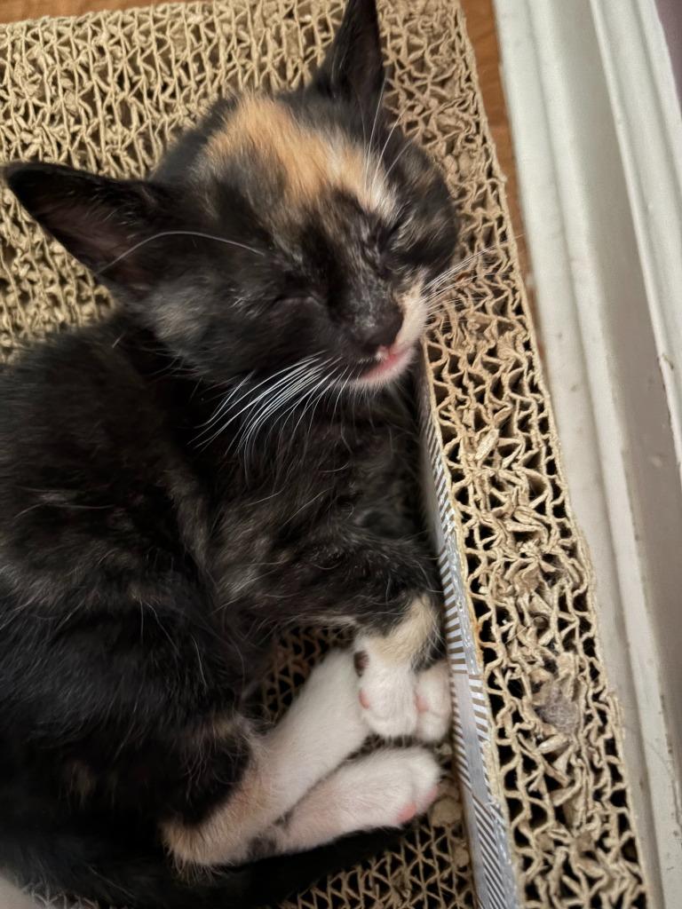 Piccata, Adoptable, Kitten Female Domestic Short Hair.