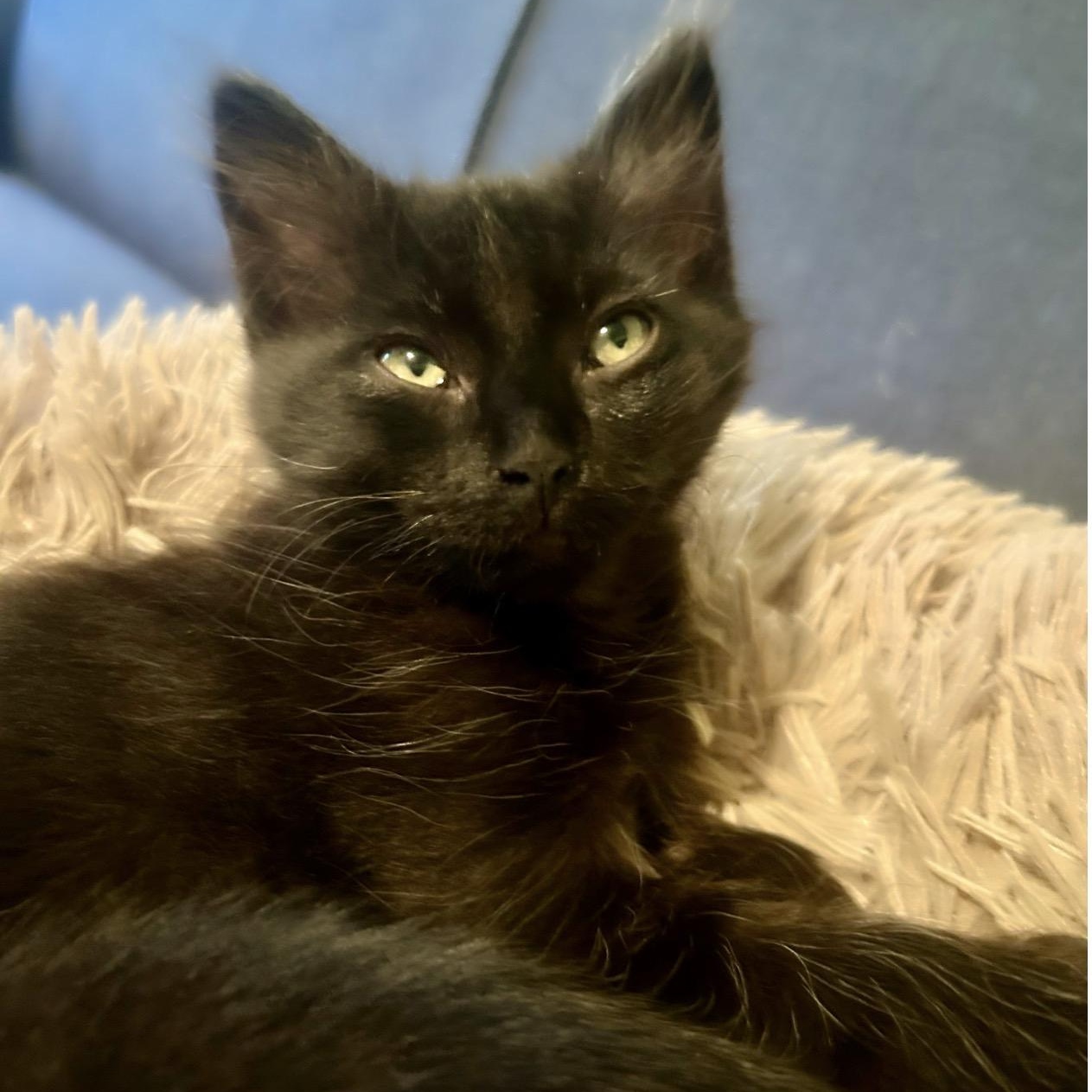Enlarge Blueberry, an adopted Domestic Long Hair in Portland, OR image 3/6
