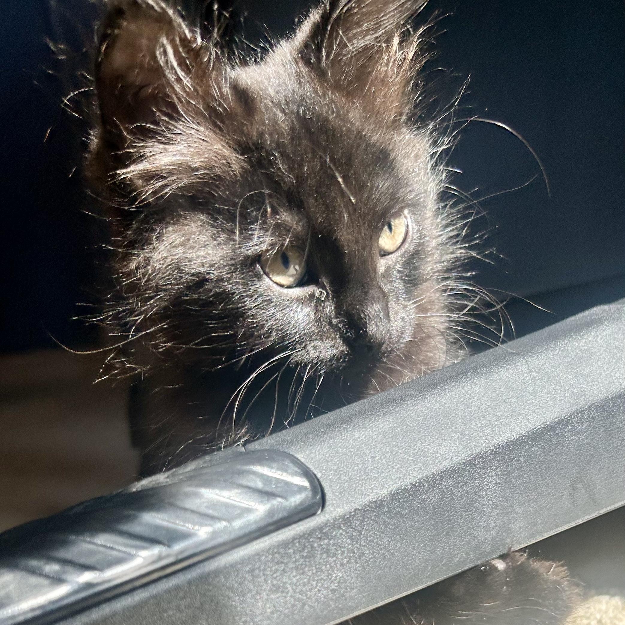 Enlarge Blueberry, an adopted Domestic Long Hair in Portland, OR image 2/6