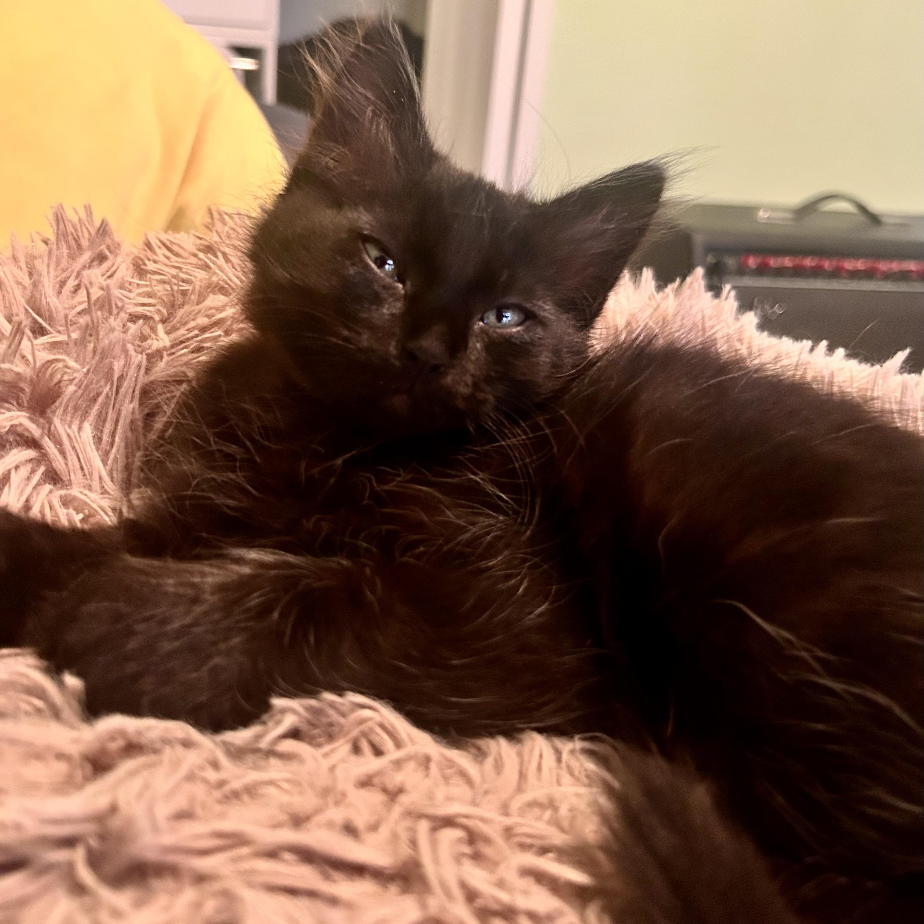Enlarge Blueberry, an adopted Domestic Long Hair in Portland, OR image 6/6