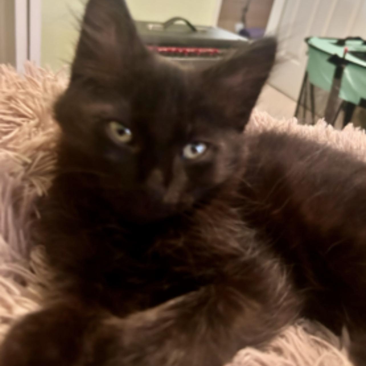 Enlarge Blueberry, an adopted Domestic Long Hair in Portland, OR image 4/6