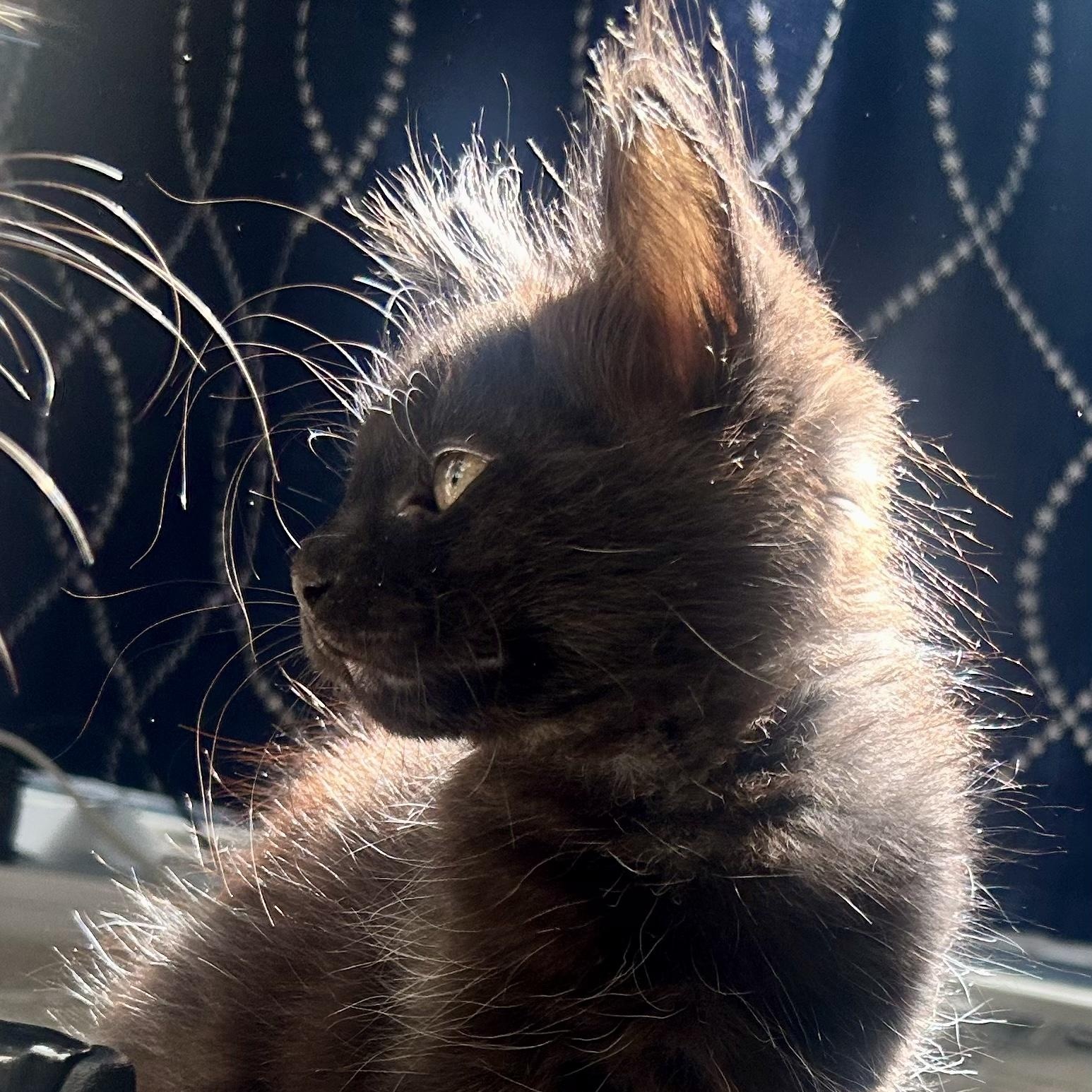 Enlarge Blueberry, an adopted Domestic Long Hair in Portland, OR image 5/6