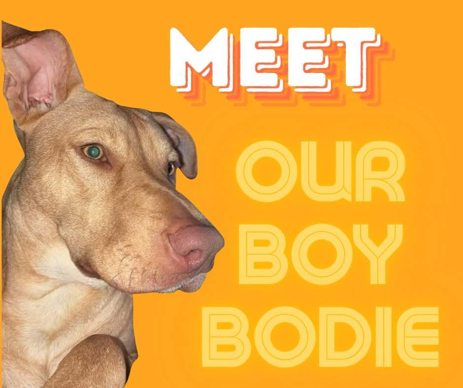 Enlarge Bodie , a ADOPTABLE mixed breed in Collingswood, NJ image 2/4