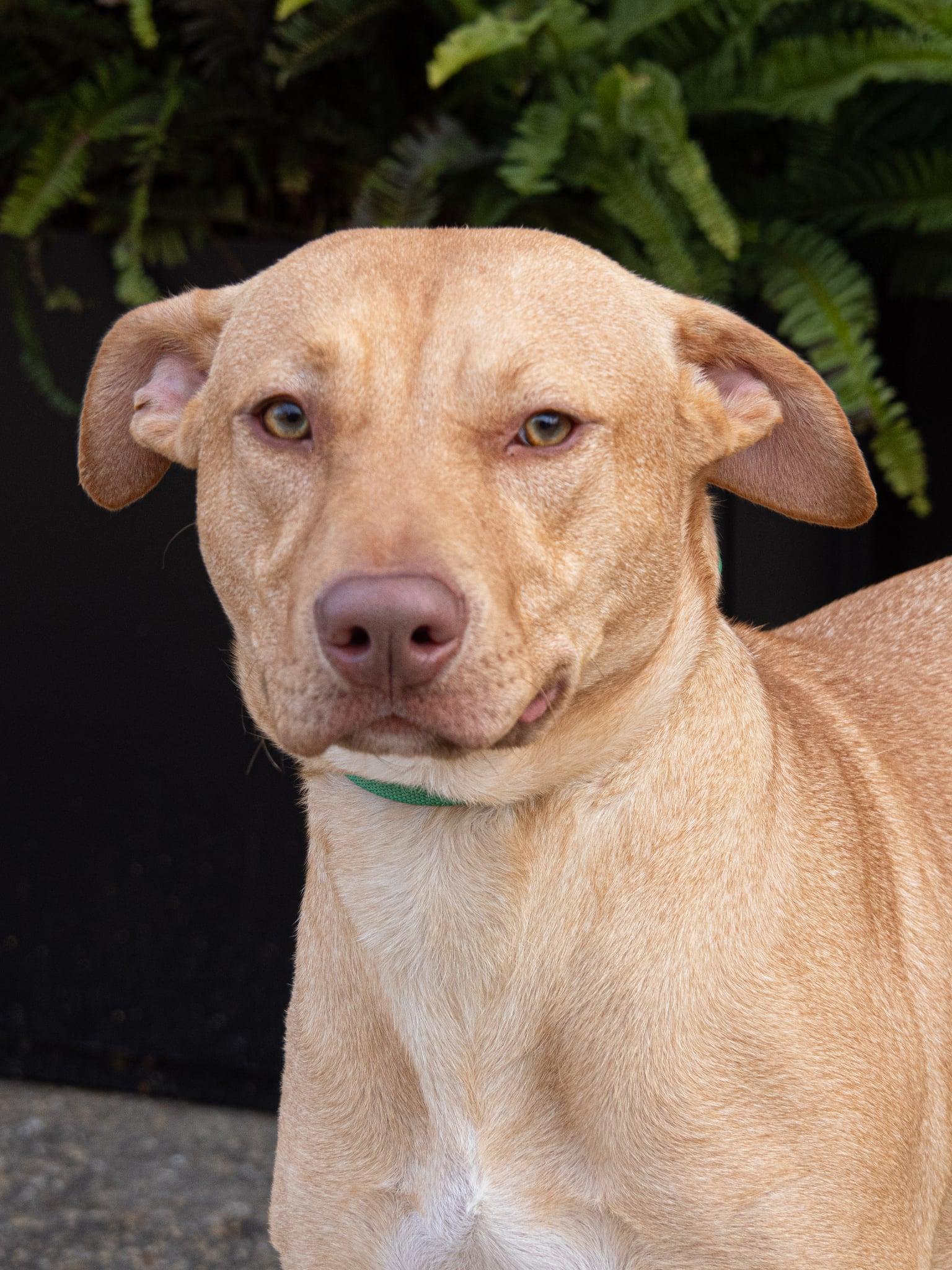 Enlarge Bodie , a ADOPTABLE mixed breed in Collingswood, NJ image 1/4