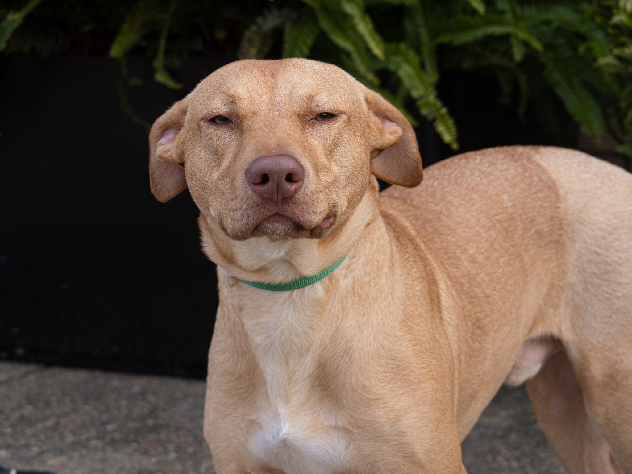 Enlarge Bodie , a ADOPTABLE mixed breed in Collingswood, NJ image 4/4