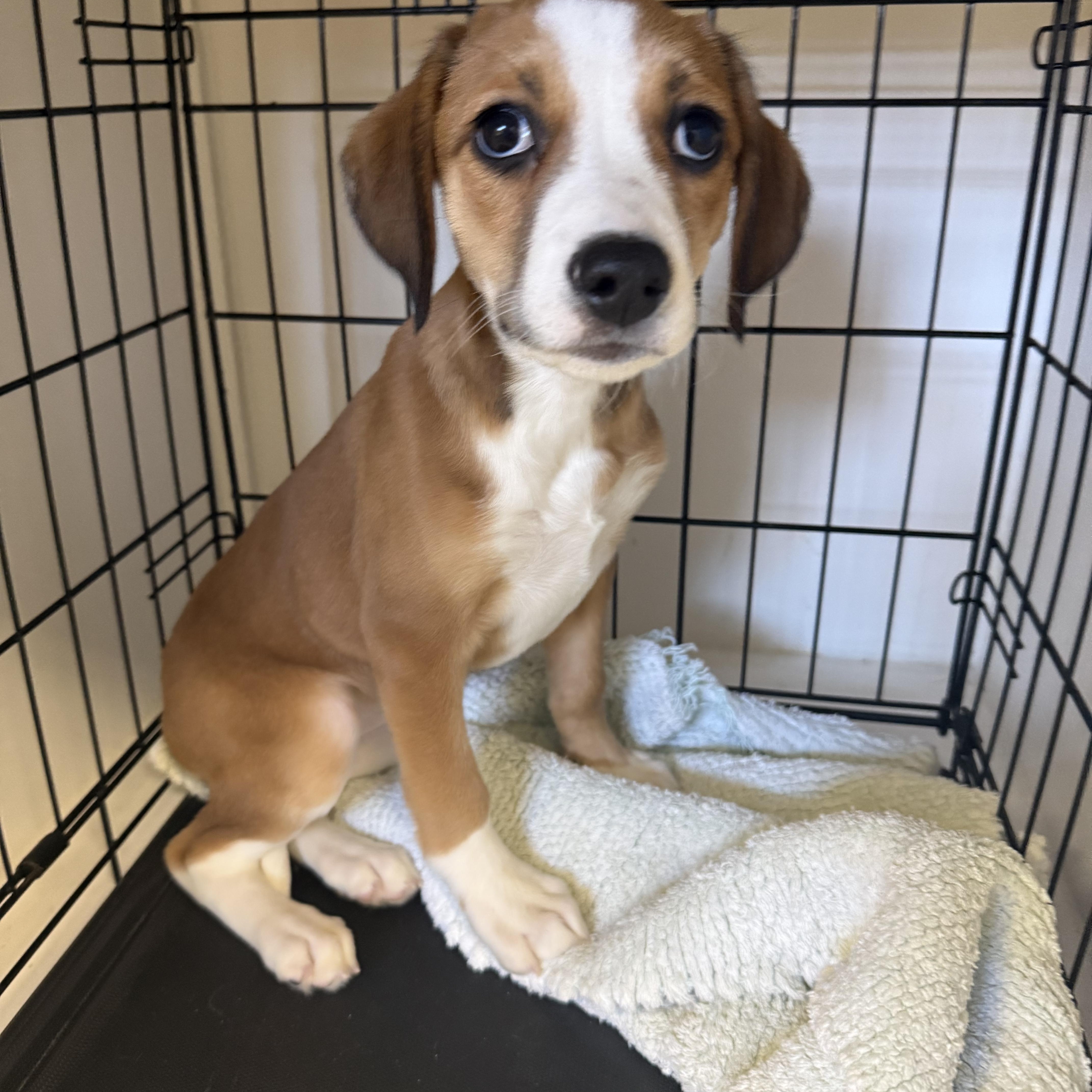 Hazel, adopted, Puppy Female Hound.