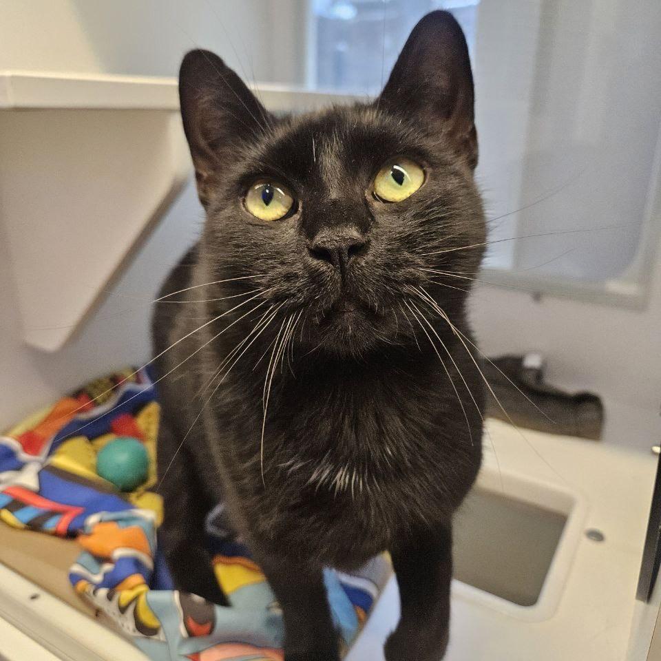 Millie, Adoptable, Adult Female Domestic Short Hair.