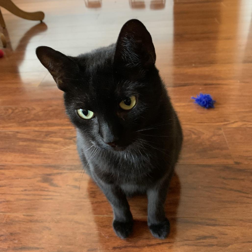 Enlarge Millie, a Adoptable Domestic Short Hair in Westhampton, NY image 3/6