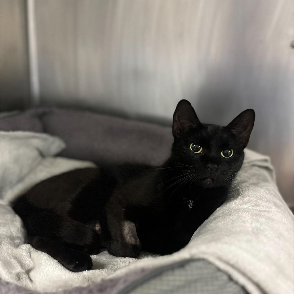 Enlarge Millie, a Adoptable Domestic Short Hair in Westhampton, NY image 3/5