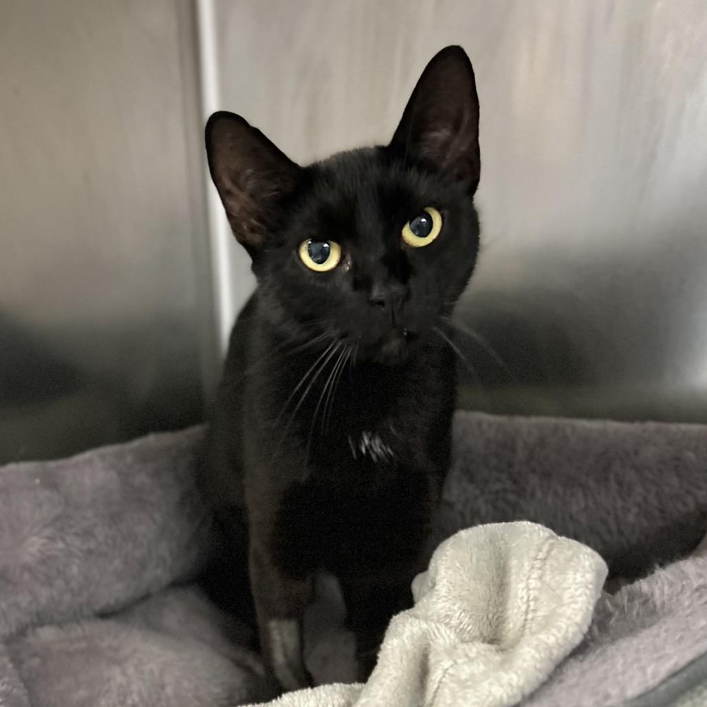 Enlarge Millie, a Adoptable Domestic Short Hair in Westhampton, NY image 5/5