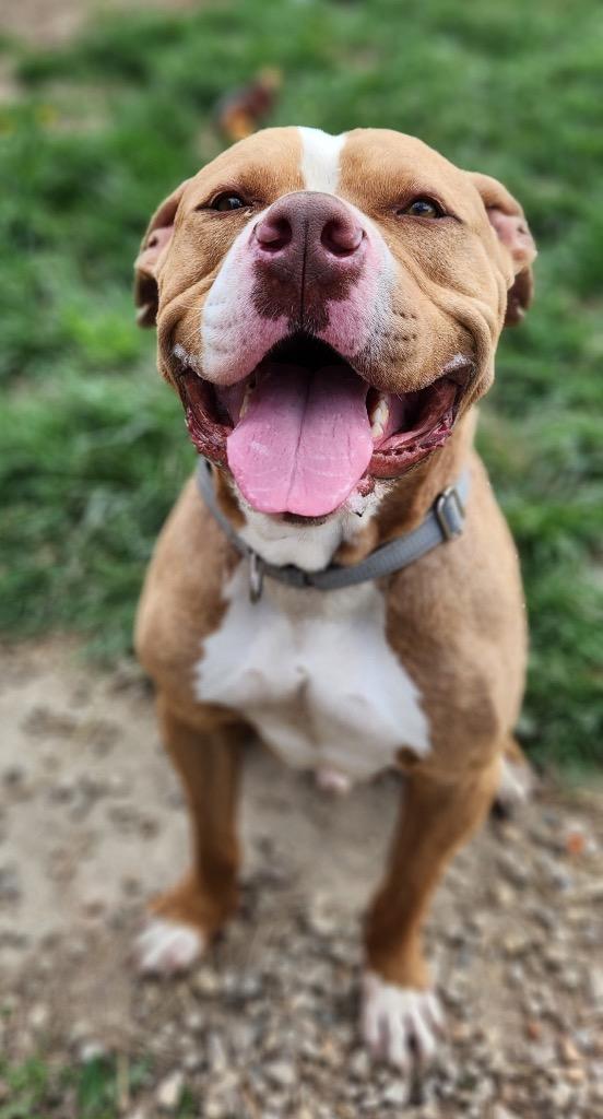 Bulbasaur, Adoptable, Young Male Pit Bull Terrier.